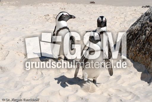 Brillenpinguin (14 von 148).jpg